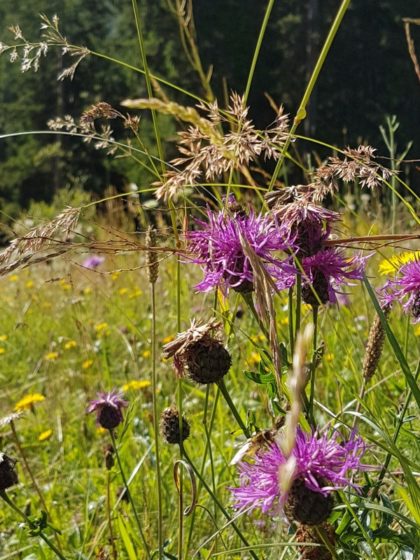 nationalpark hohe tauern