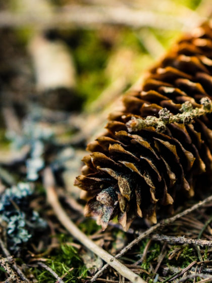 Ruhe annehmen - die Natur machts vor