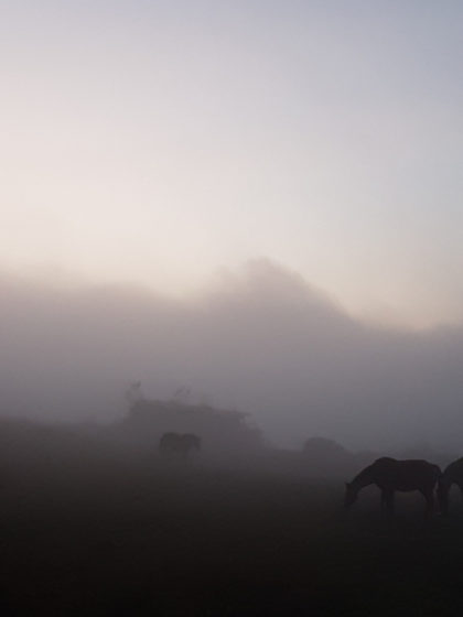Pferde im Nebel